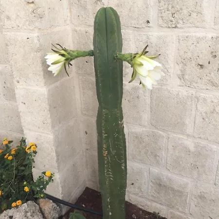 Casa vacanze Cactus E Ulivi A Speziale